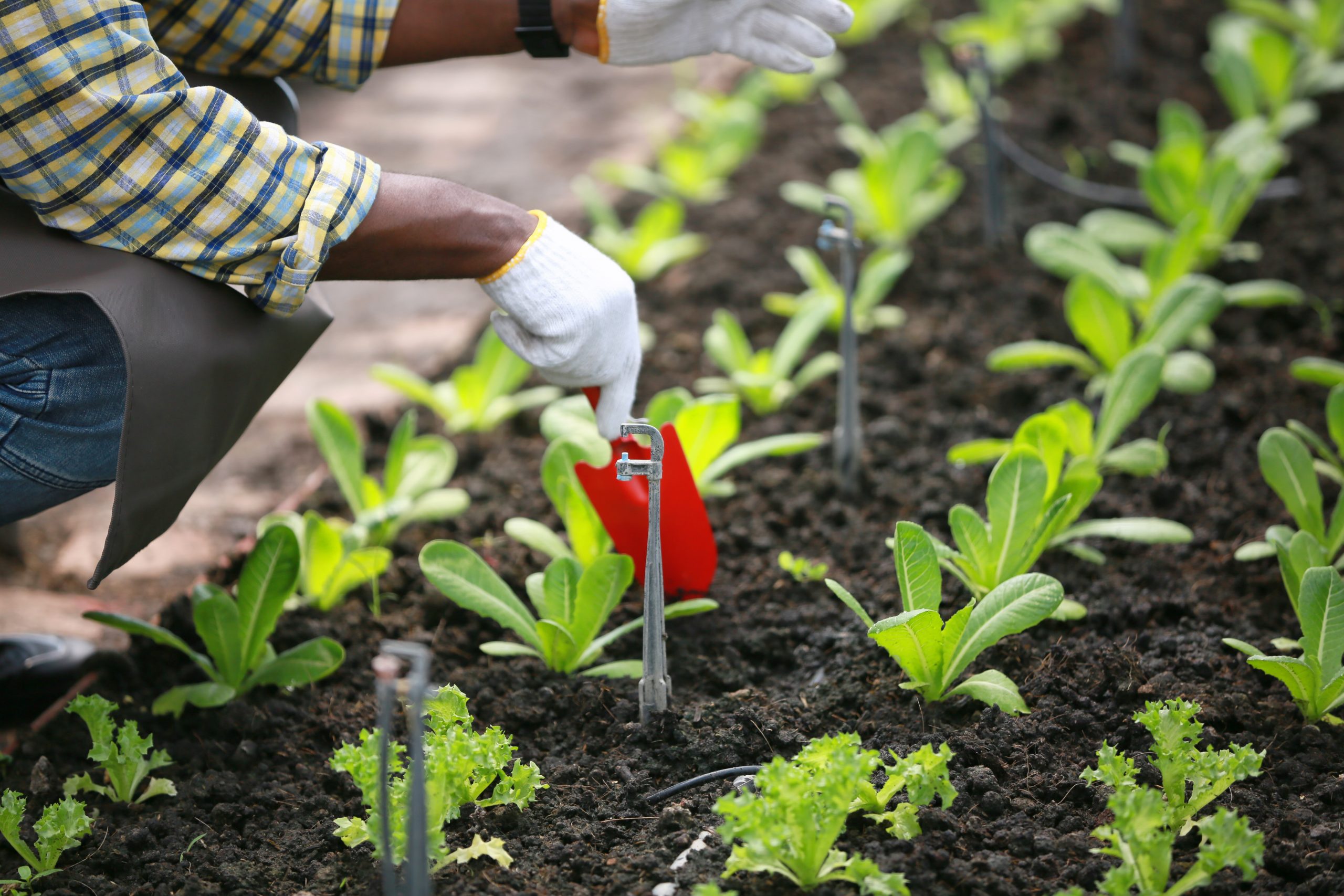 happy-family-gardener-working-in-community-allotm-2022-05-19-15-11-08-utc