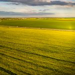 top view of a yellow rapeseed field after rain in Belarus, an agricultural area.The concept of development of the agricultural sector