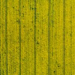 top view of a yellow rapeseed field in Belarus, an Agricultural area. aerial photography. Spring Wallpaper. The concept of development of the agricultural sector.