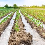 farm-2021-12-09-18-12-05-utc